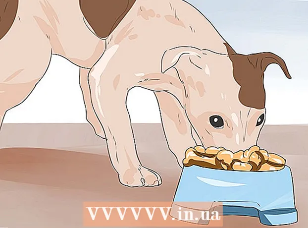 Si ta bëni Jack Russell Terrier të lumtur