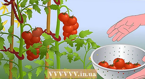 トマトの剪定方法