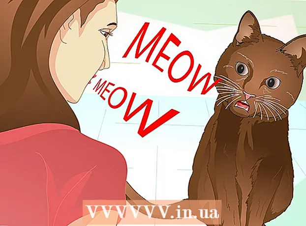 Kaip išmokyti savo katę atlikti triukus