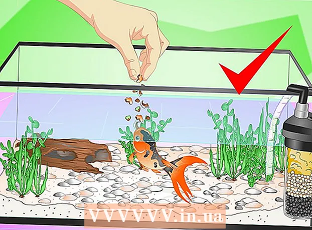Kako postaviti akvarij zlatne ribice