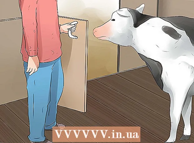 Come sapere se una mucca o una giovenca è incinta