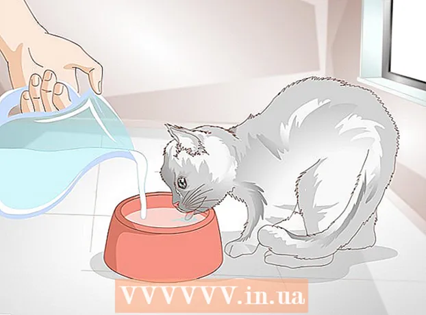 كيف تتحقق من إصابة قطة بالإمساك