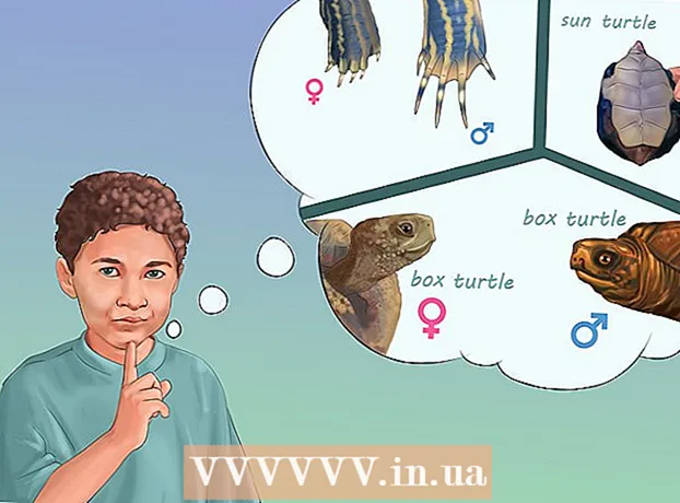How to determine the gender of a turtle