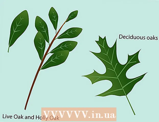 How to determine the type of oak by its foliage