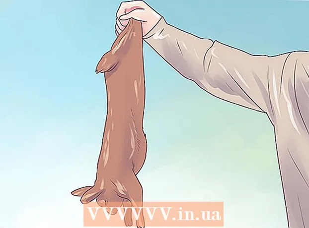 Cómo despellejar un conejo