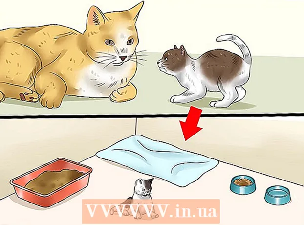 Kuinka vieroittaa kissanpennut kissasta siirtämiseksi uusille omistajille