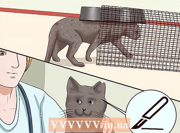 Kuinka pelotella kissoja