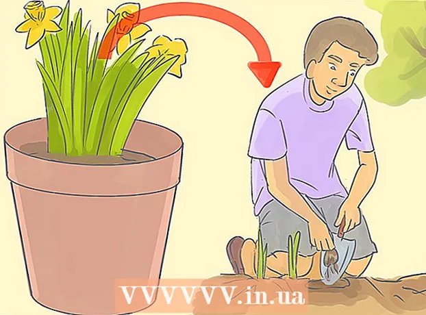 Ինչպես փոխպատվաստել daffodils