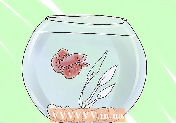Kako očistiti akvarij za boj
