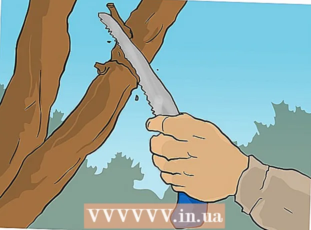 How to prune Indian lilacs