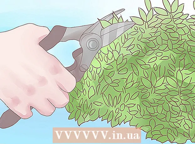Jak przycinać krzaki ostrokrzewu