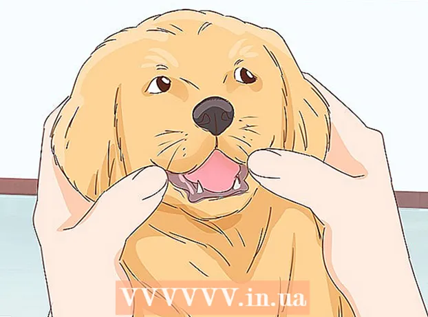Cum să mângâi un câine