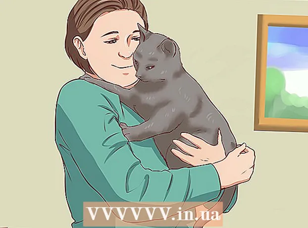 Как да хванете бездомна котка