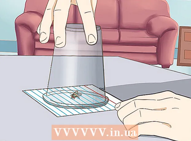 Cómo atrapar una mosca
