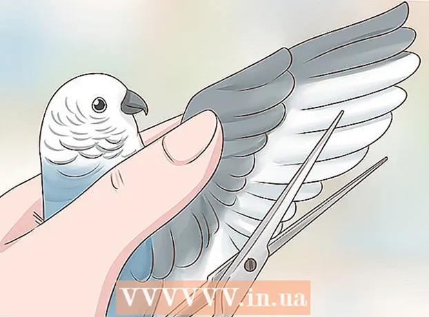Hur man fångar en fågel