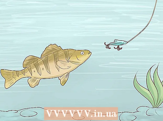 How to catch yellow bass
