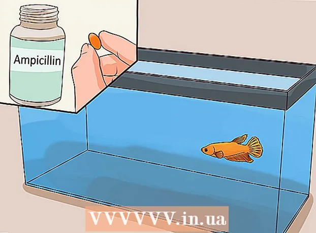 戦いの魚、コケレルが病気であることを理解する方法