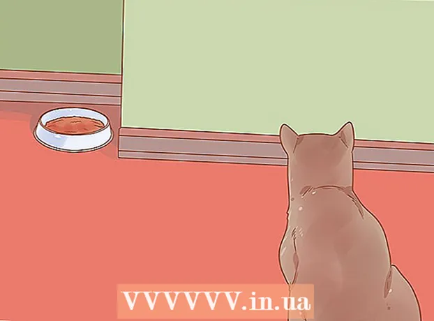 بلی کو غذا میں کیسے رکھا جائے۔