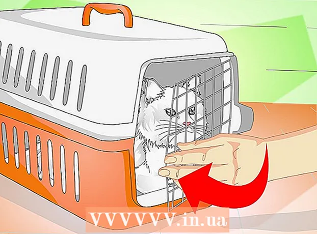 Comment mettre un chat dans une cage de transport