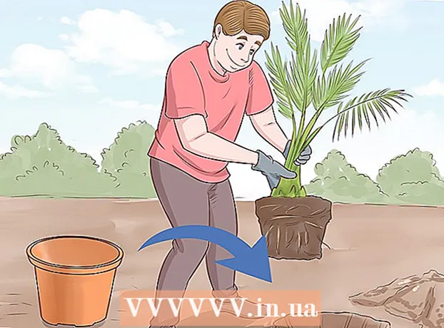 Hur man planterar dadelfrön