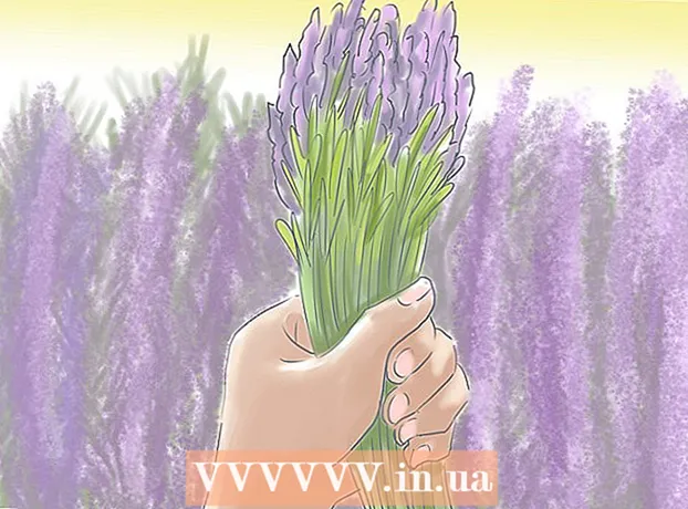 ວິທີການປູກ lavender