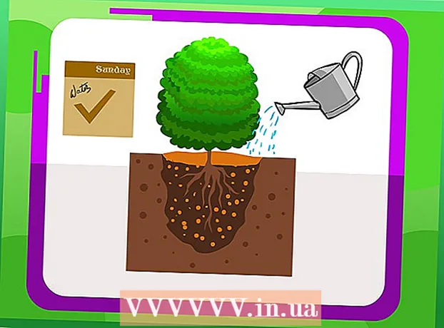 Hogyan kell ültetni bukszfa - Társadalom