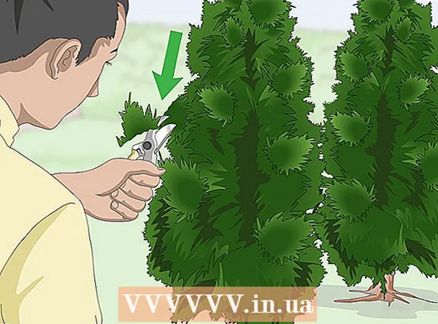 Como plantar thuja