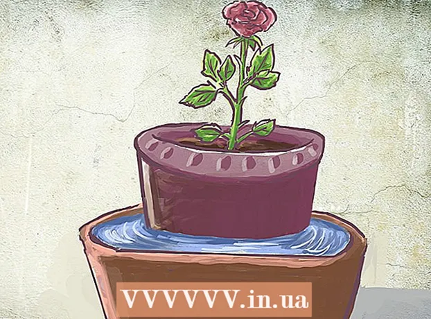 Како посадити грм руже са голим коренима у саксију