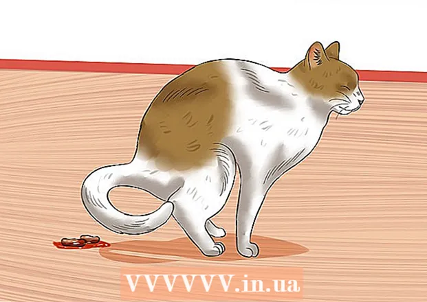 Bir kediye evde lavman nasıl verilir