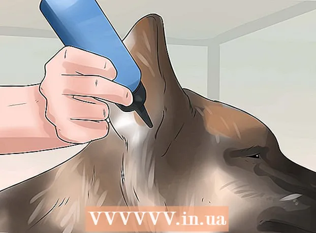 Cómo conseguir orejas traviesas en un cachorro de pastor alemán