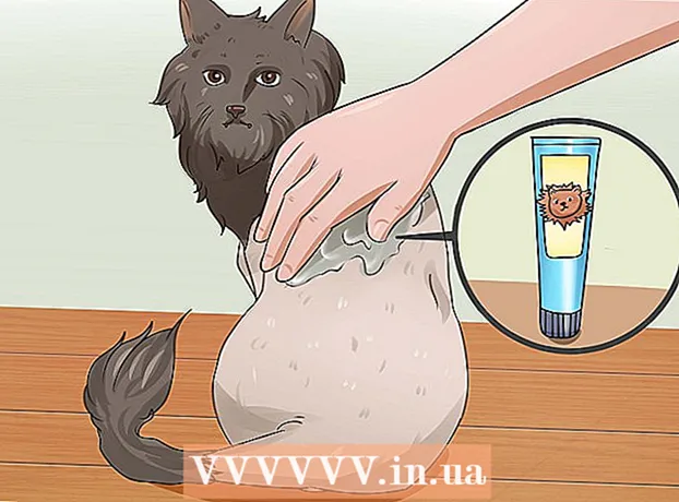 Hoe een kat te snijden?