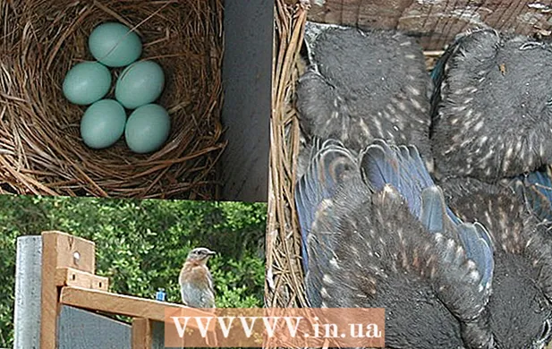 Hur man bygger ett fågelhus för Eastern Sialia (blåblått)