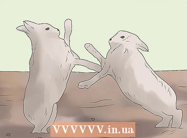 Hur man introducerar kaniner