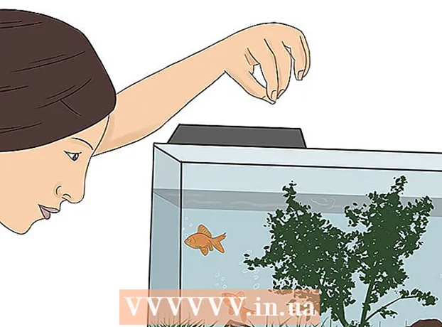 Kako pravilno hraniti zlate ribice
