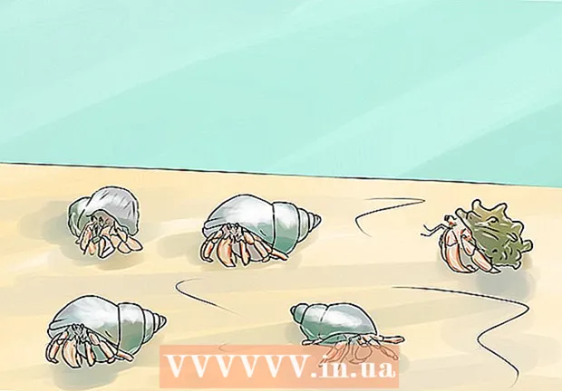 How to properly care for hermit crabs
