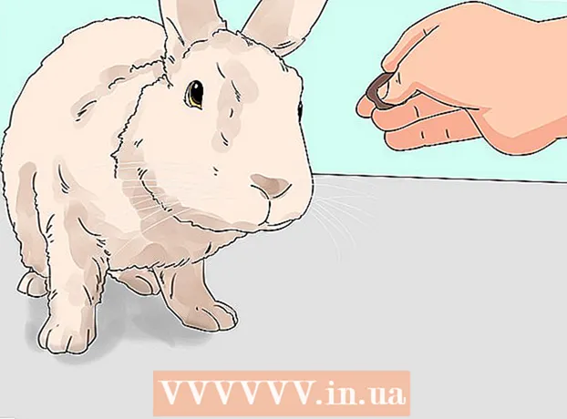 Wie man ein Kaninchen richtig nimmt