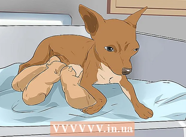 Como dar à luz um Chihuahua