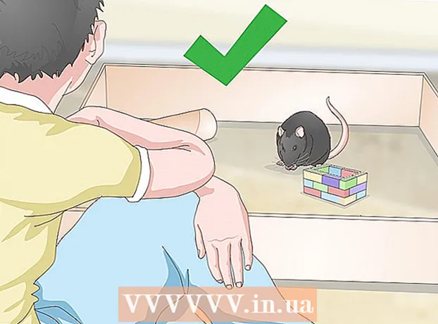 Как да укротим домашен плъх