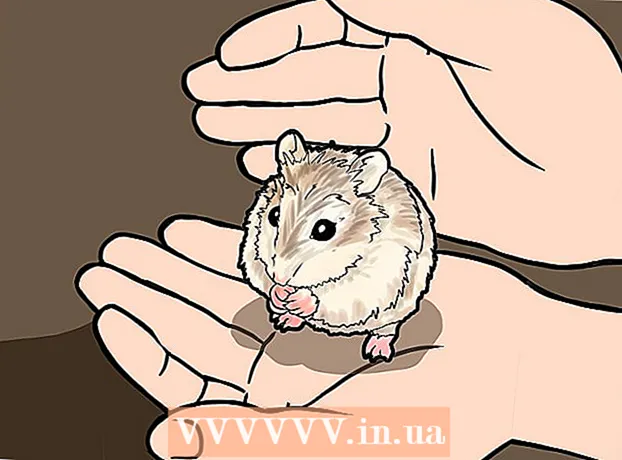 Conas hamster Roborovsky a thalú