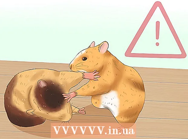 Conas do hamster a thalú