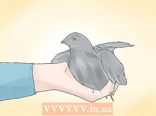 How to train pigeons to temporarily leave the cage
