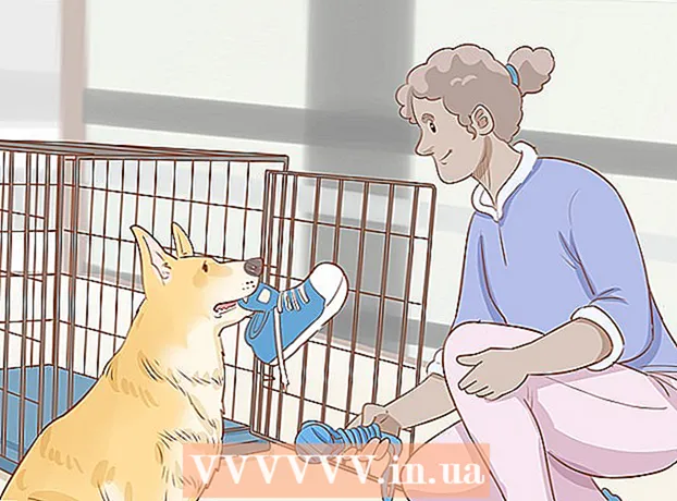 Kuidas kasvatada täiskasvanud koera