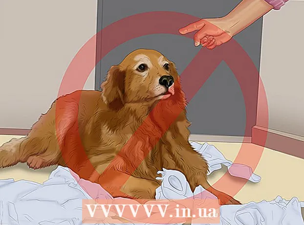 How to train a puppy to toilet in an apartment