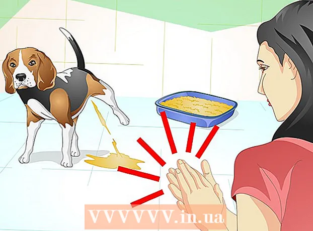Ինչպես վարժեցնել ձեր շանը աղբի տուփի մեջ