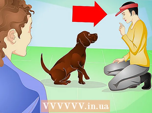 Com entrenar un gos adult per mantenir-se net a casa