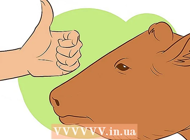 How to assess body condition in cattle