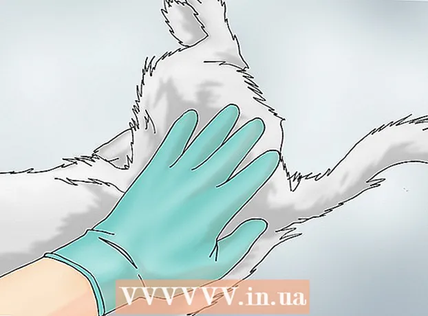 Comment reconnaître les signes de dysplasie de la hanche chez le chien