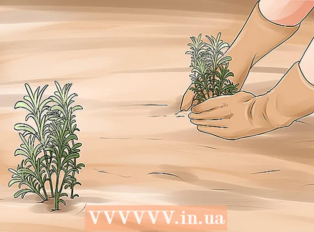 Wie man einen Lavendelbusch vermehrt
