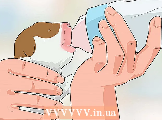 How to breed English Bulldogs