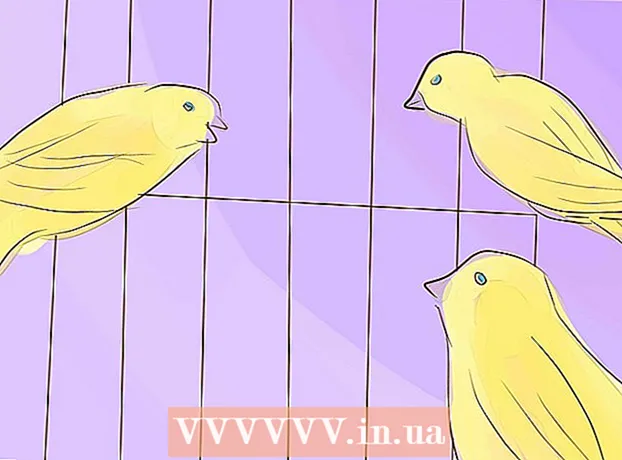 Hvordan man opdrætter kanariefugle